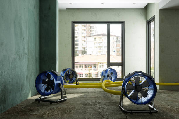 Best Professional water damage repair  in South Point, OH